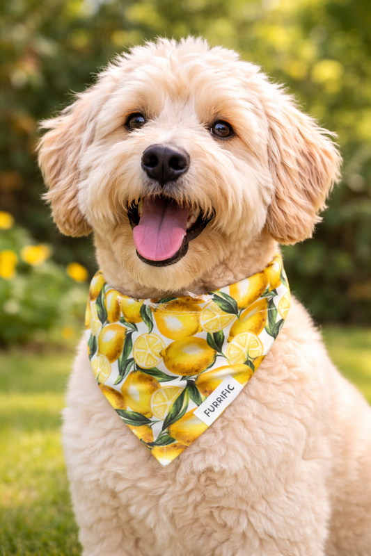 The Sicilian pet bandana
